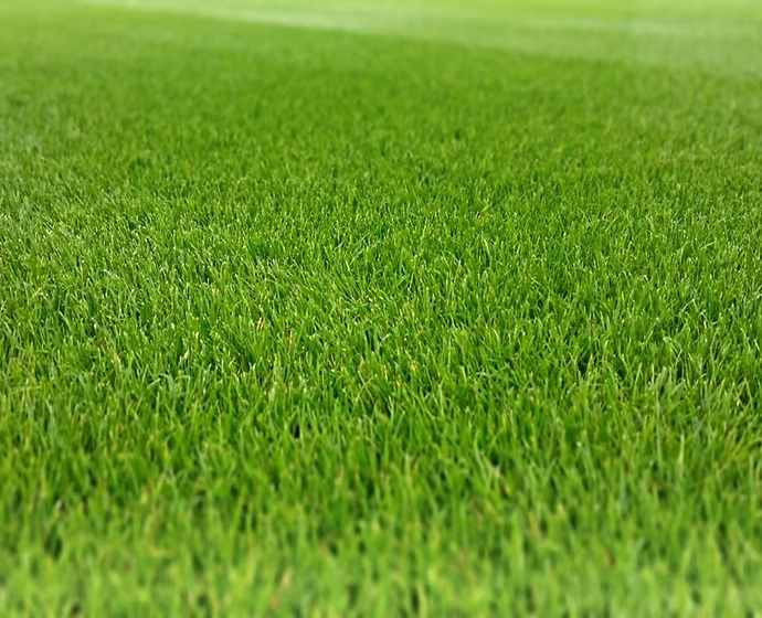 Grass Gains Super Seed