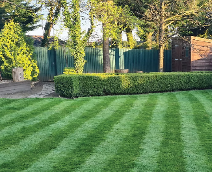 Grass Gains Super Seed