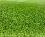 Grass Gains Super Seed